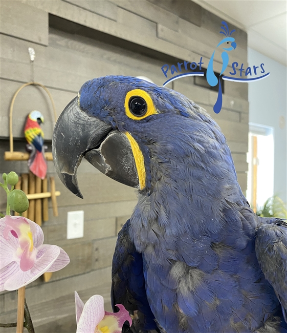 Hyacinth Macaw - Female