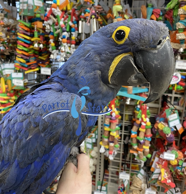 Hyacinth Macaw - Female