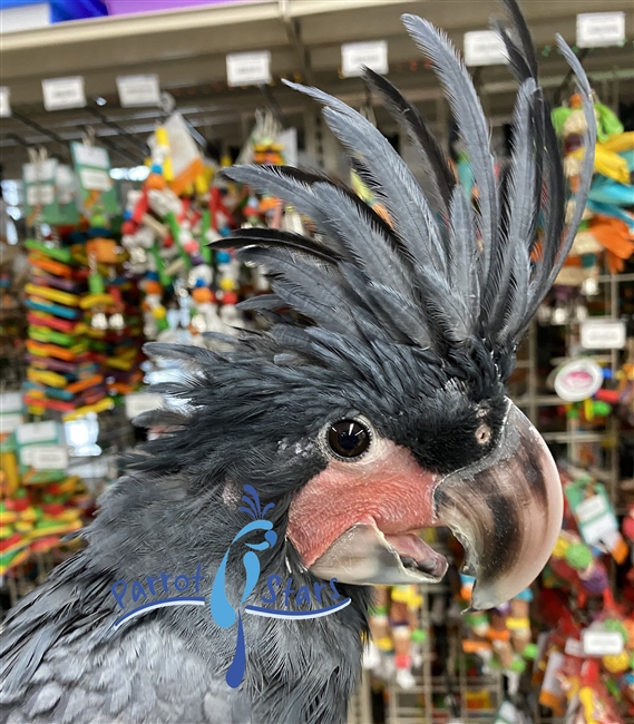 Black Palm Cockatoo - Female