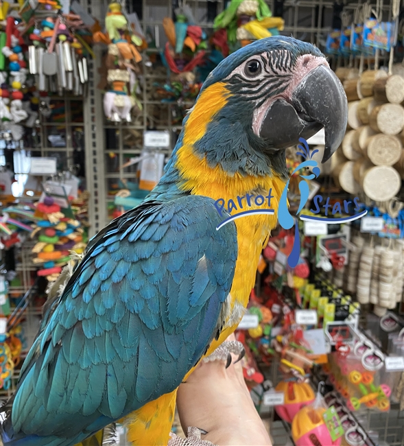 Blue Throat Macaw - Male
