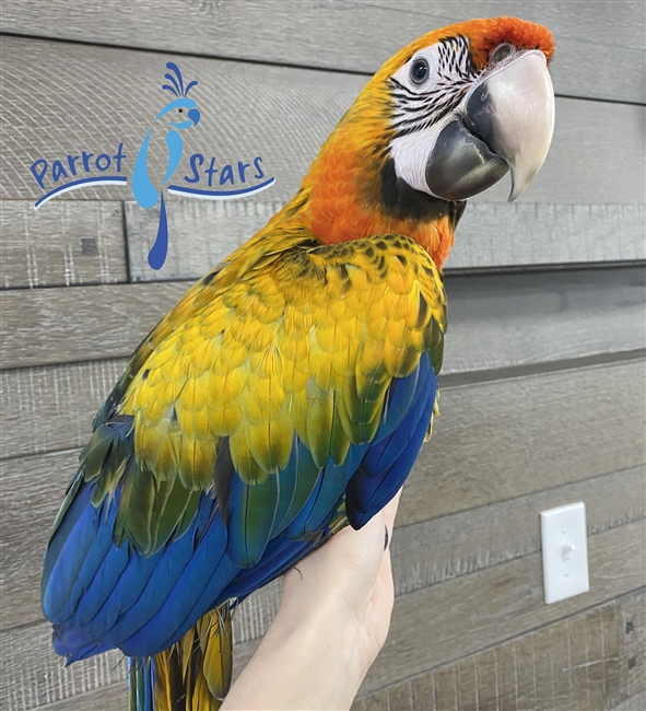 Camelot Macaw - Male