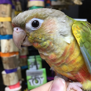 GC Conure - Pineapple