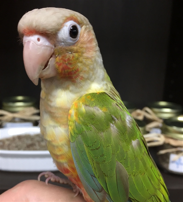 GC Conure - Pineapple