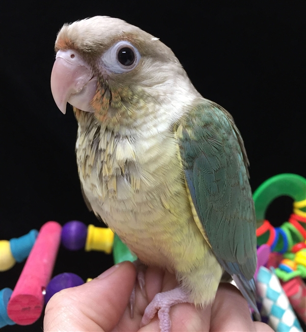 Green Cheek Conure - Turquoise Pineapple