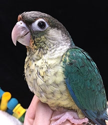 Green Cheek Conure - Turquoise Yellow-Side