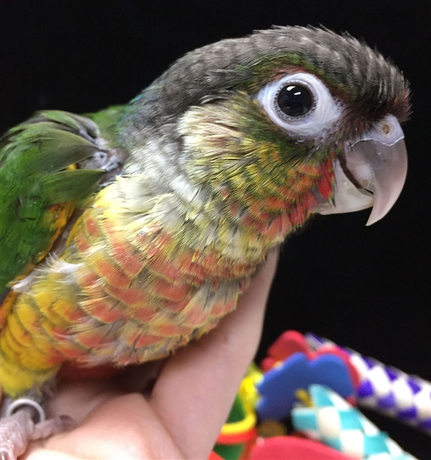 Green Cheek Conure - Red Factor Yellow-Side