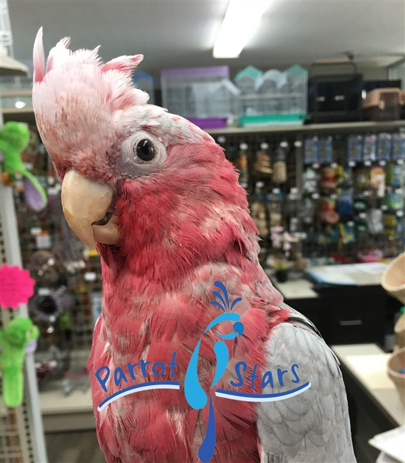 Rose Breasted Cockatoo - Male