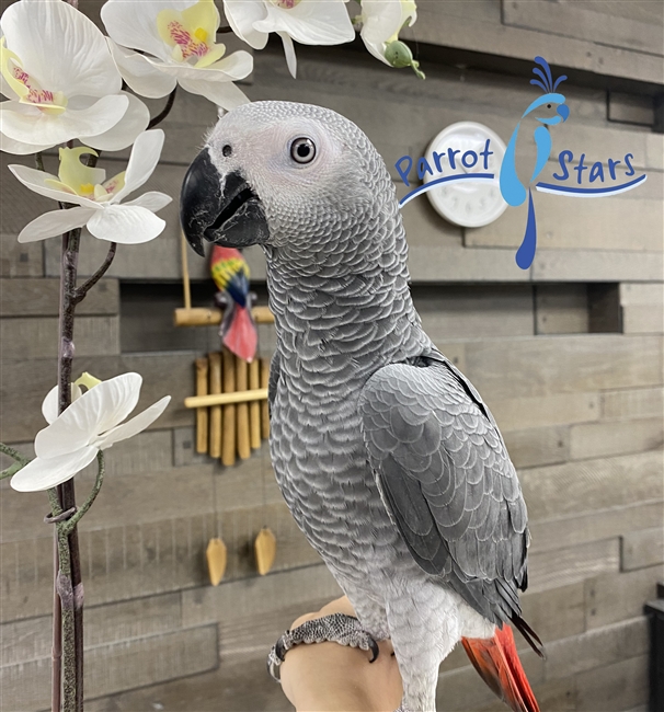 Congo African Grey - Male