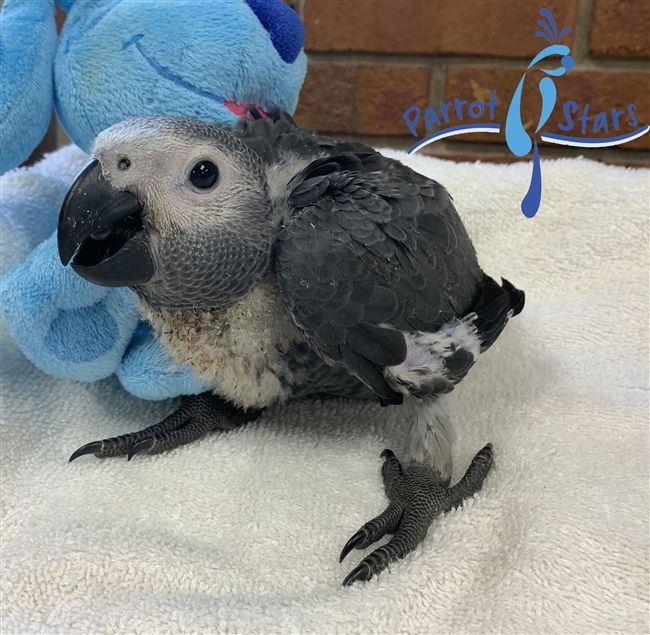 Congo African Grey - Male