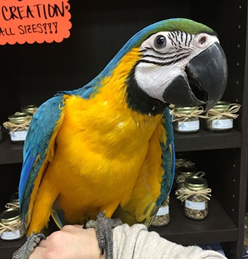 Blue and Gold Macaw