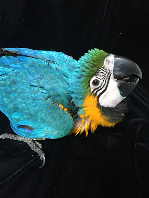 Blue and Gold Macaw