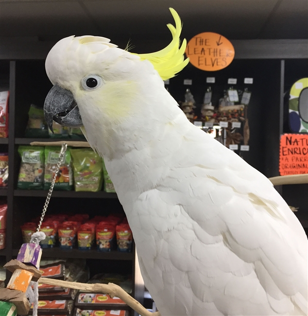 Greater Sulphur Crested Cockatoo