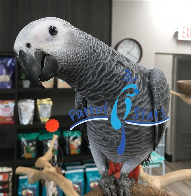 Congo African Grey