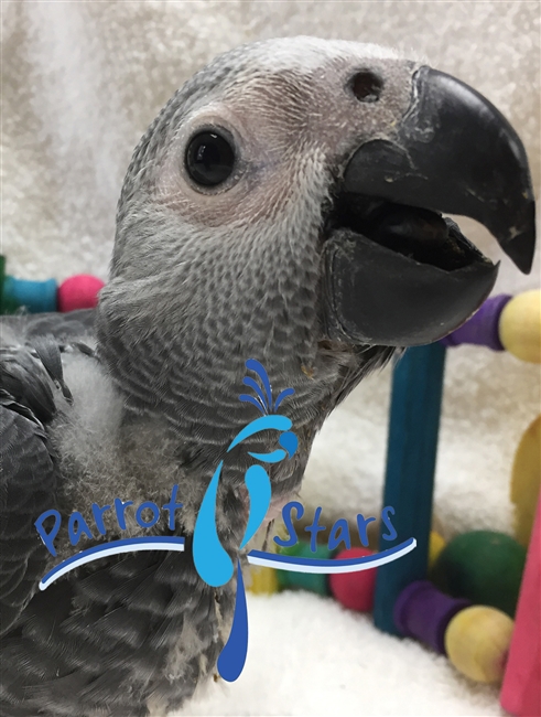 Congo African Grey