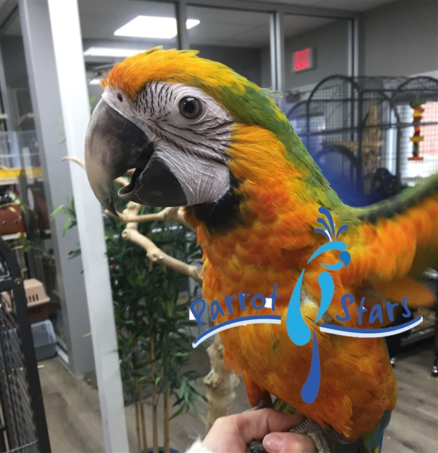 Catalina Macaw