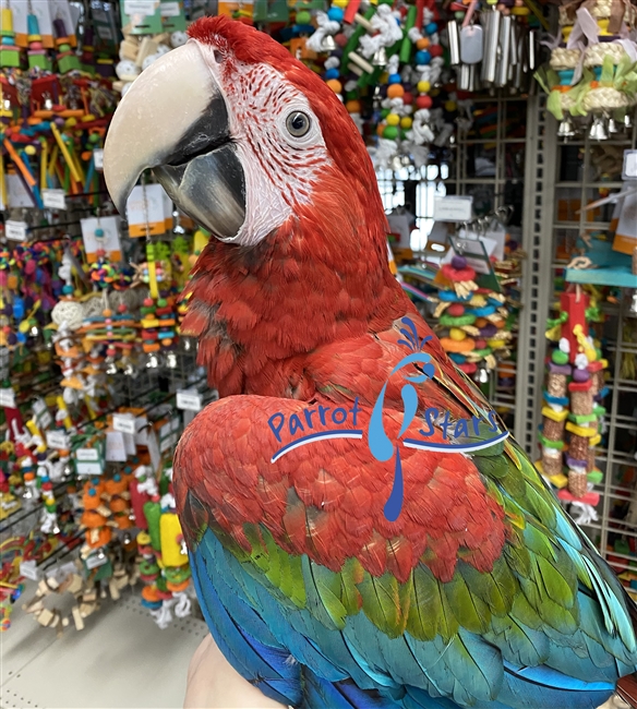 Green Wing Macaw