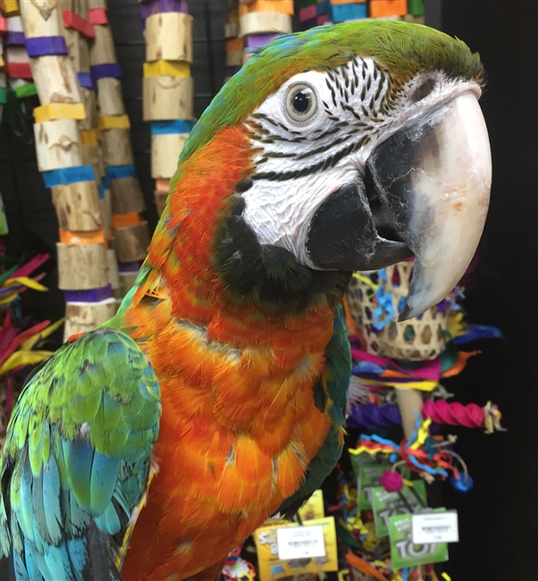 Harlequin Macaw