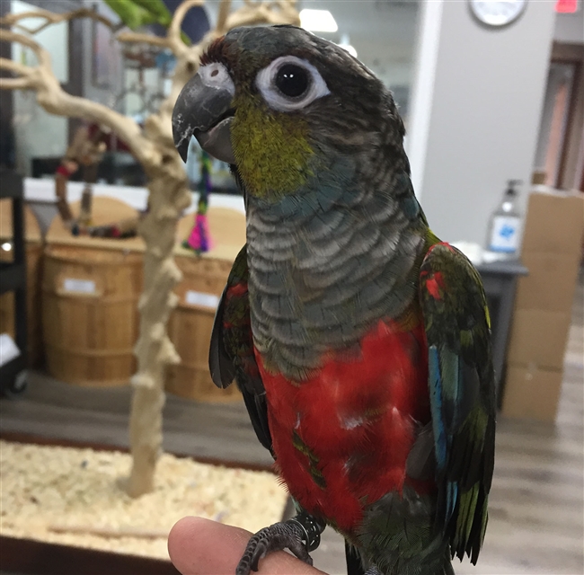 Crimson-Bellied Conure