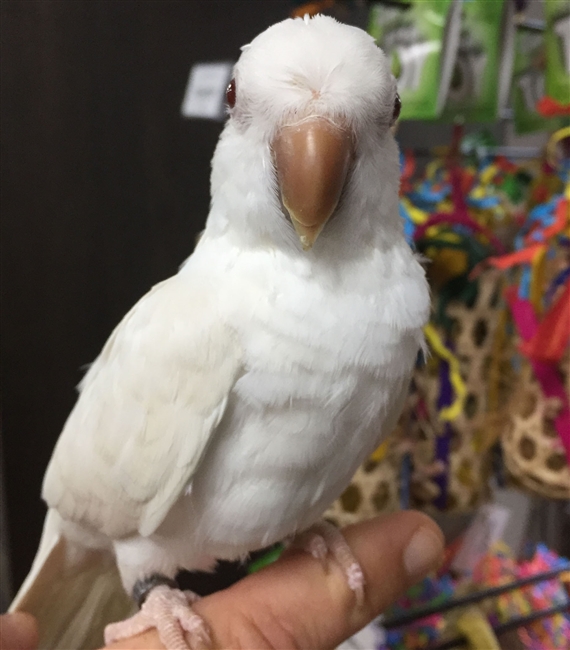 Quaker Parrot - Albino