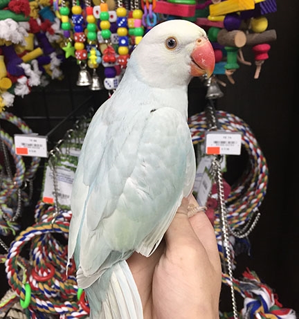 Indian Ringneck Parakeet - Turquoise Pallid ( Female )