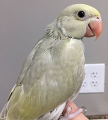 Indian Ringneck Parakeet - Cinnamon ( Male )