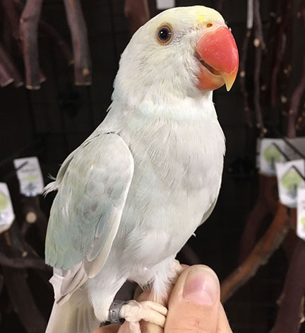 Indian Ringneck Parakeet - Turquoise Pallid ( Female )