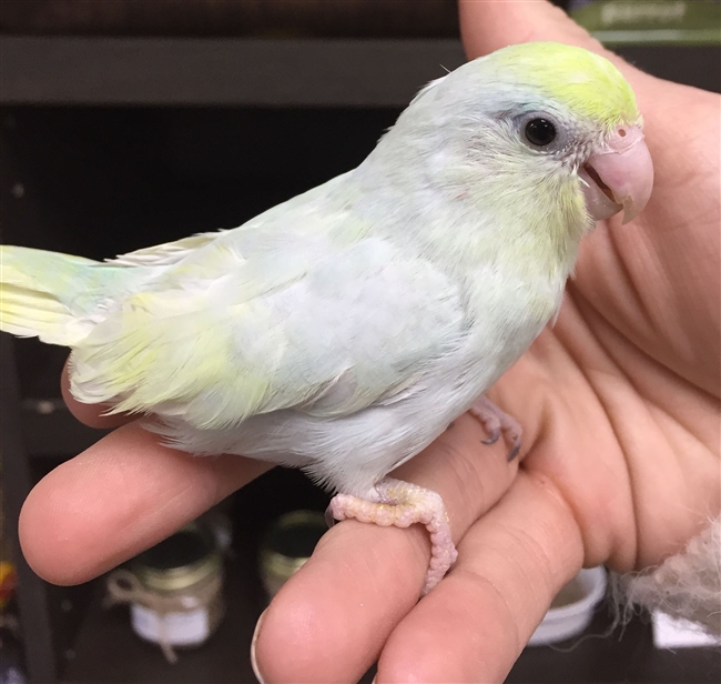 Parrotlet - American Turquoise - Female