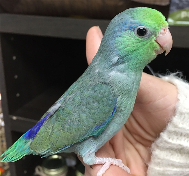 Parrotlet - Turquoise - Male