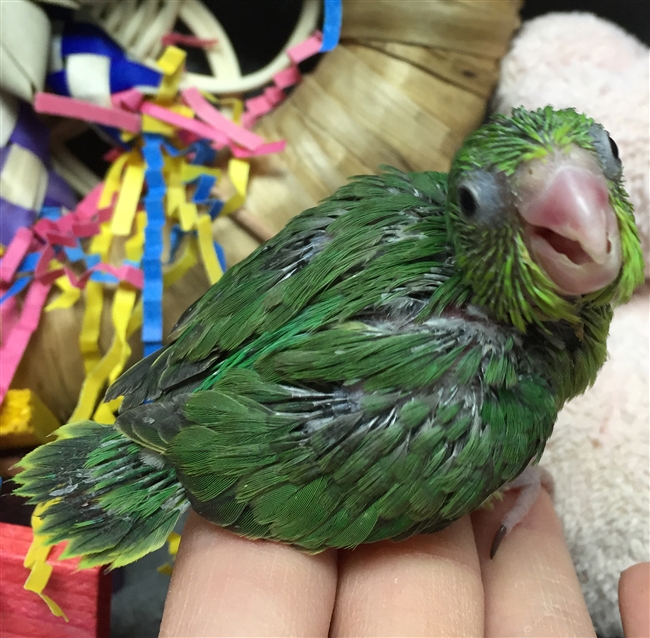 Parrotlet - Green Female