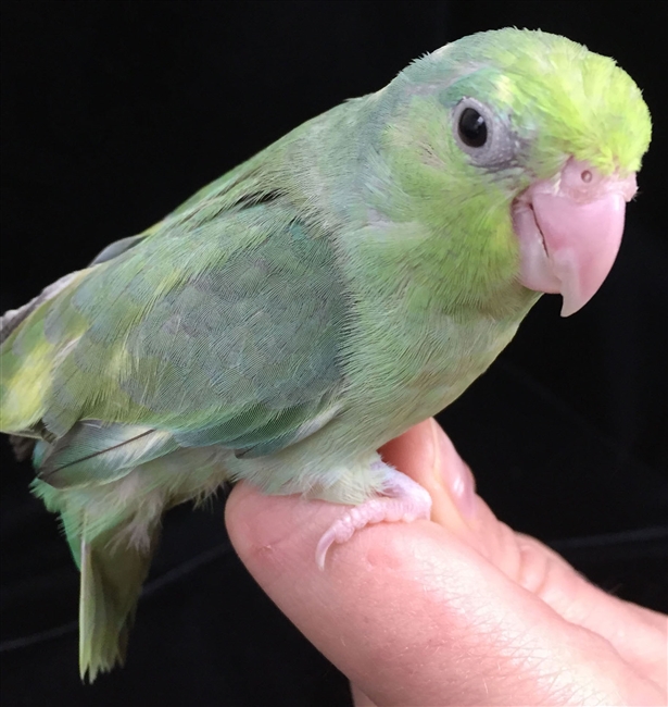 Parrotlet - Turquoise Pied - Female