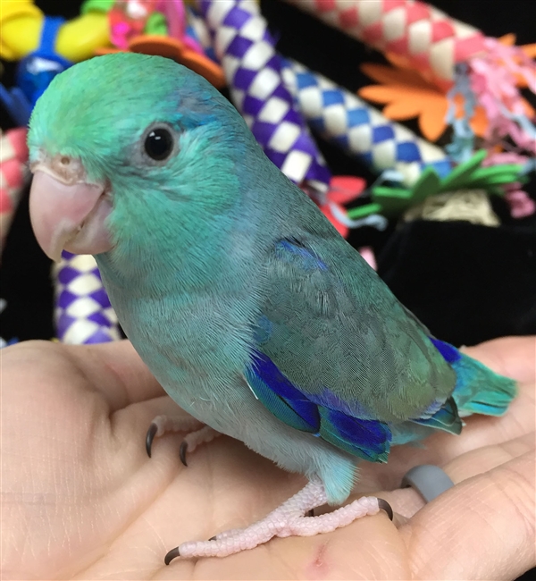 Parrotlet - Turquoise - Male