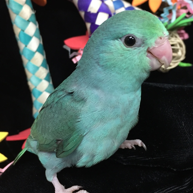 Parrotlet - Turquoise - Female