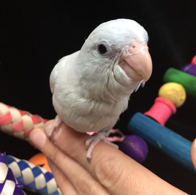 Parrotlet - American White - Female