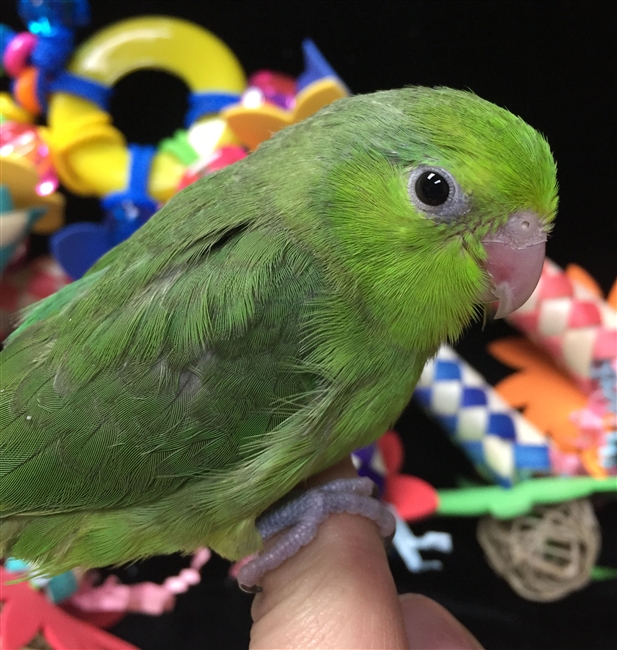 Parrotlet - Green - Female