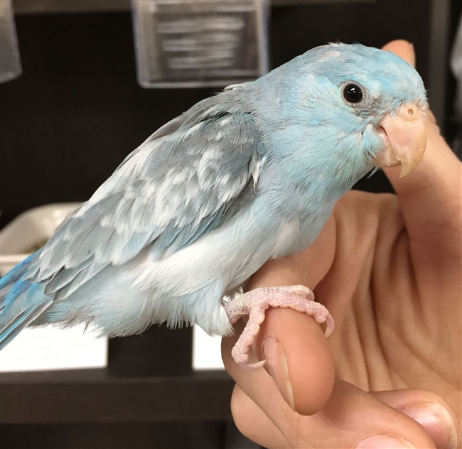 Parrotlet - Blue Pied - Female