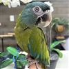 Blue Headed Macaw - Male