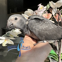 Timneh African Grey - Female