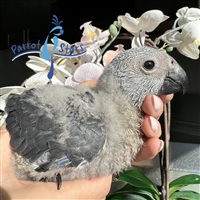 Congo African Grey - Female