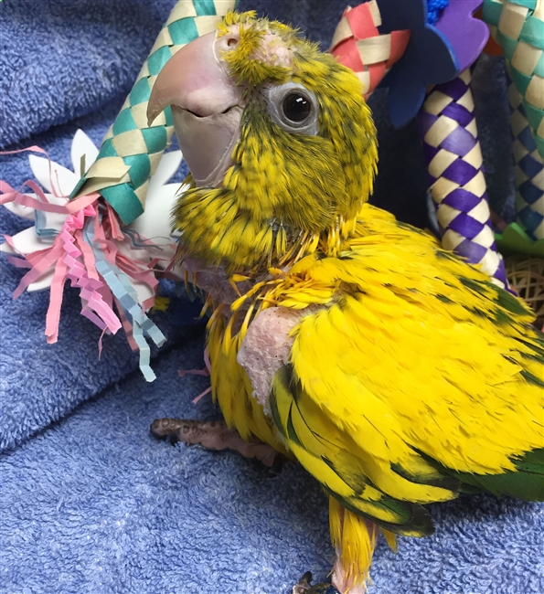 Golden Conure - Queen of Bavaria - Female