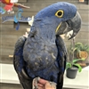 Hyacinth Macaw - Female