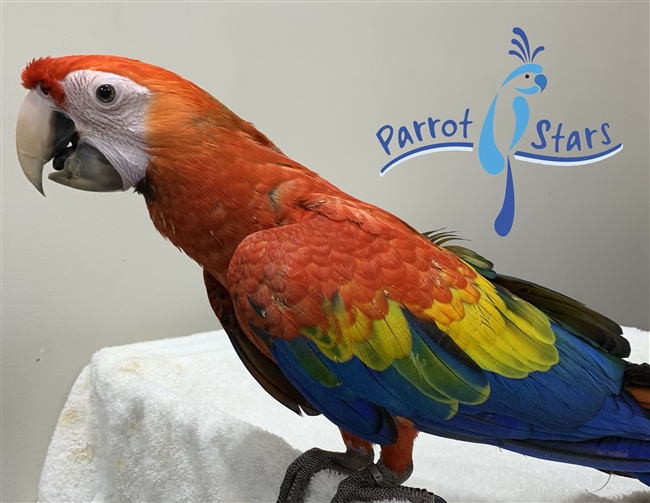 Scarlet Macaw - Female