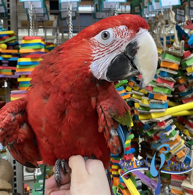 Green Wing Macaw - Female