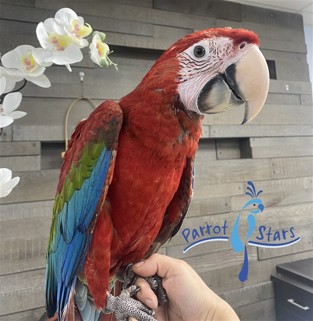 Green Wing Macaw - Female