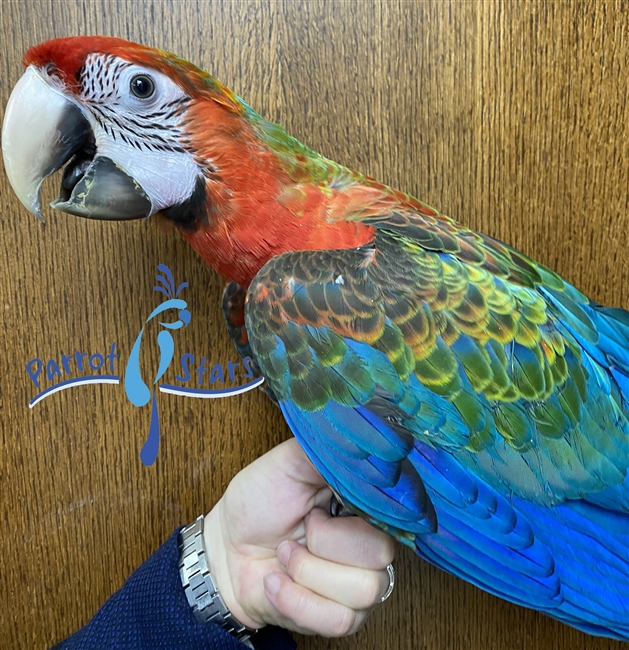 Camelot Macaw - Female