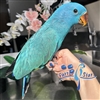 Blue Mutation - Solomon Island Eclectus - Male