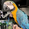 Blue and Gold Macaw - Male