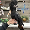 Red Tail Black Cockatoo - Female