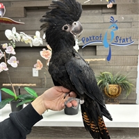 Red Tail Black Cockatoo - Female