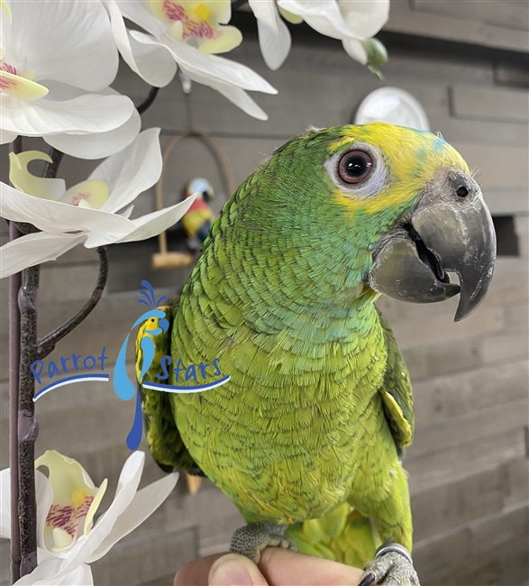 Blue Fronted Amazon - Male