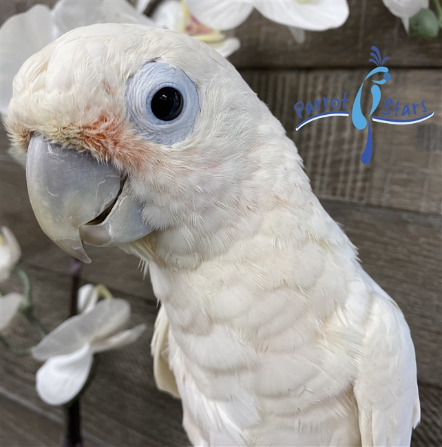 Goffin's Cockatoo - Male